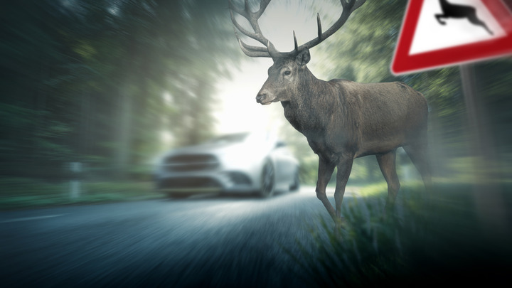 Hirsch läuft auf Straße vor fahrendes Auto, Wildunfall-Gefahr